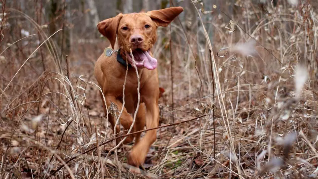 Vizsla