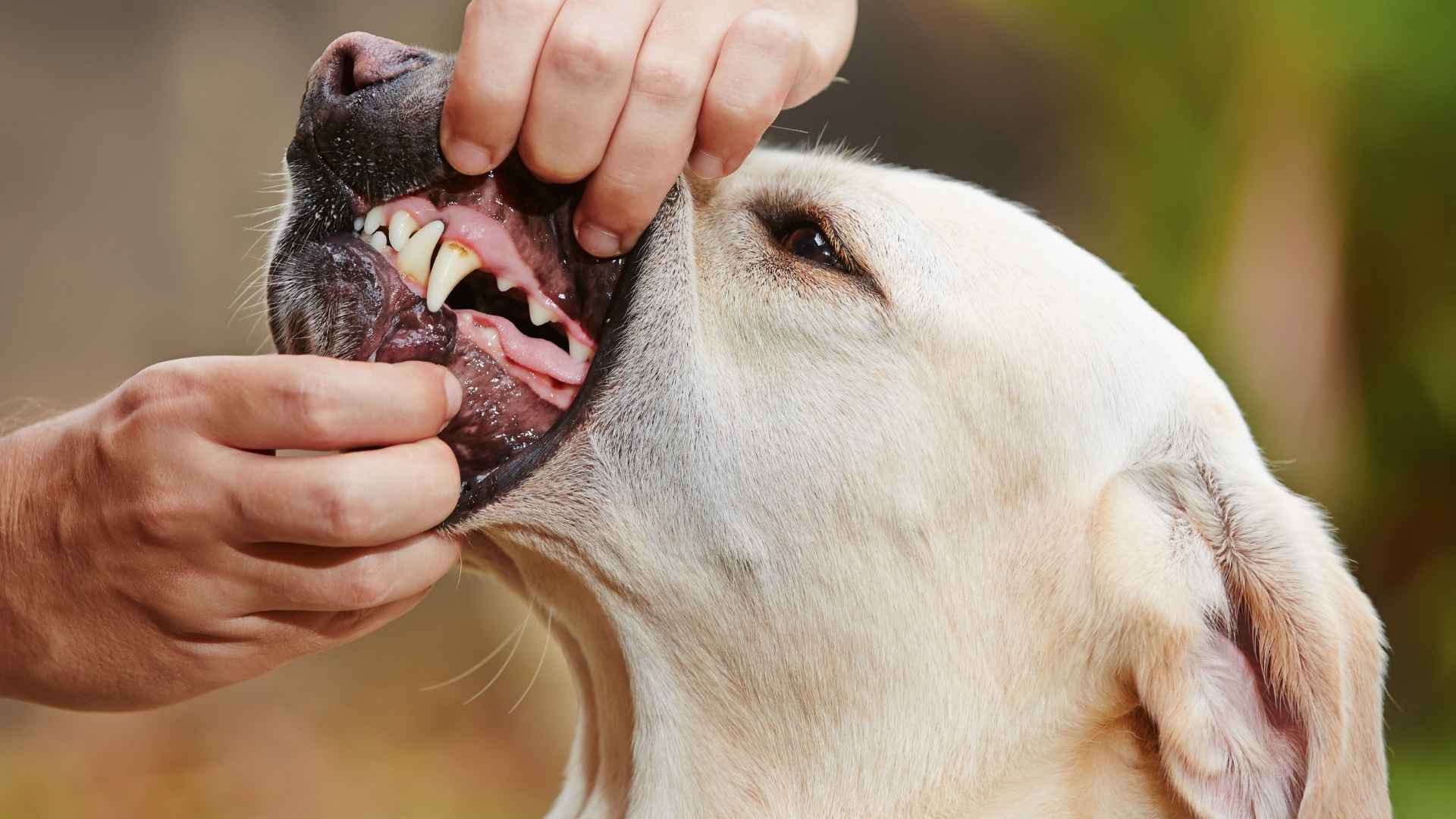 10 Super Strong Jaw Dog Breeds for Guarding & Defense