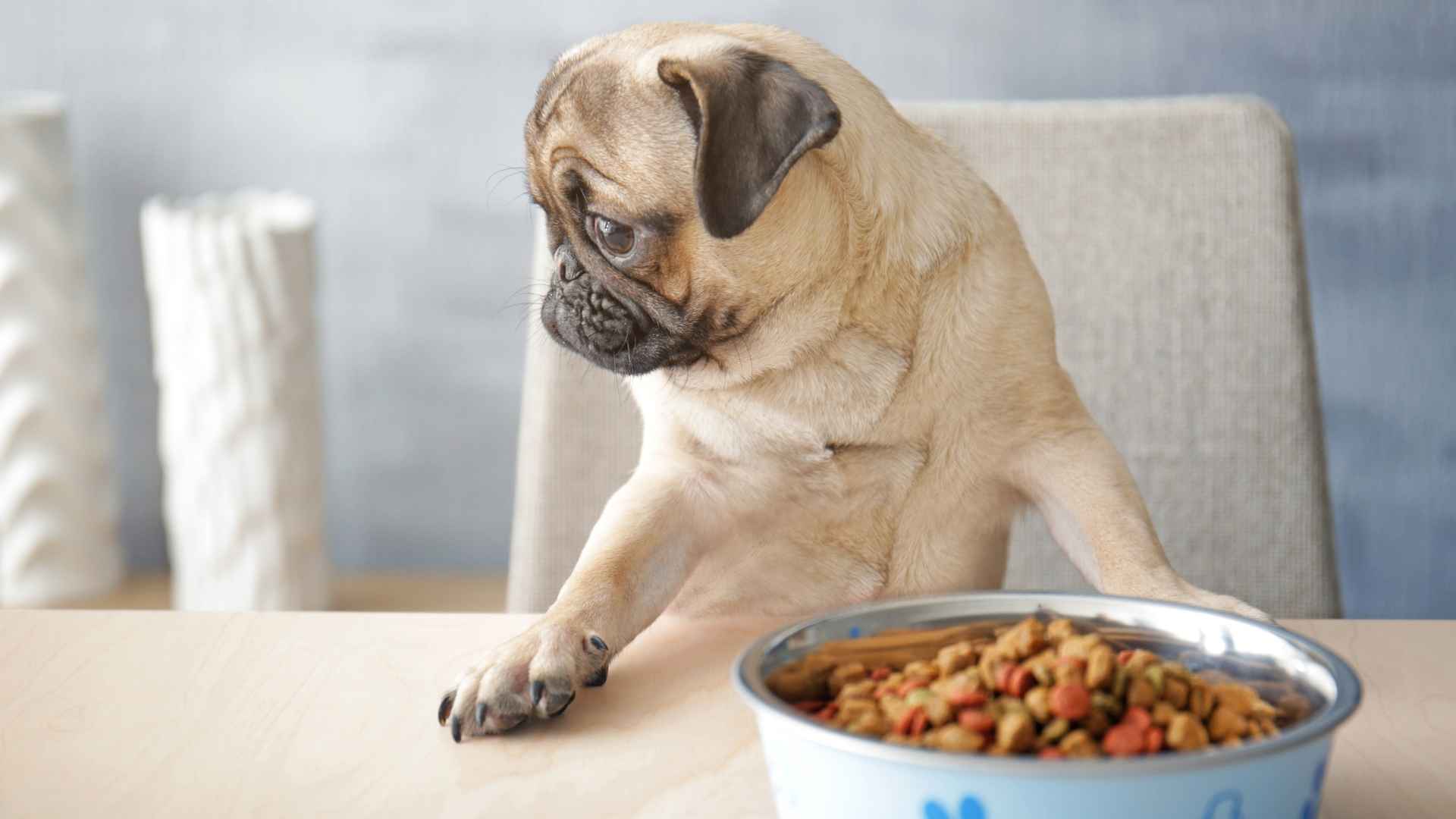 7 Fussy Eater Dog Breeds That Often Need Enticing to Eat