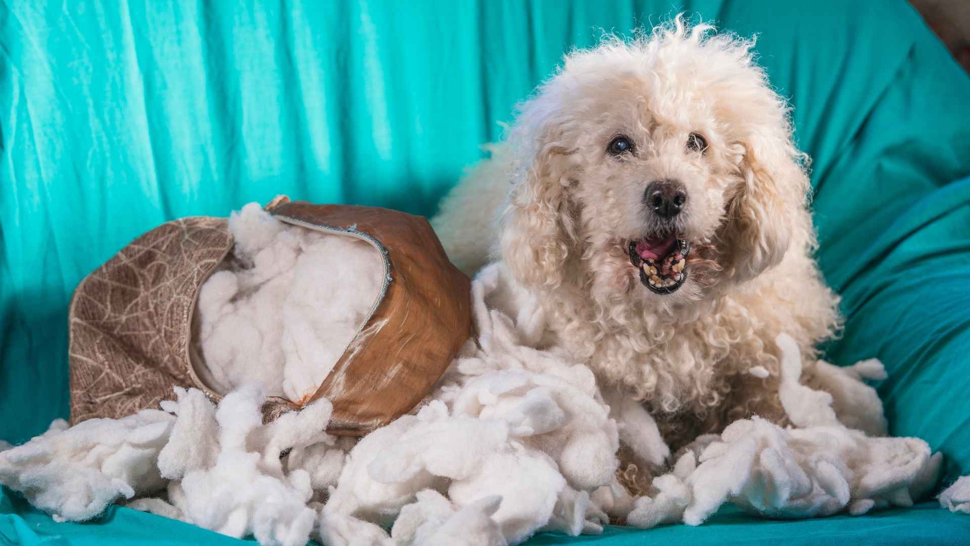 Awkward Dog Breeds