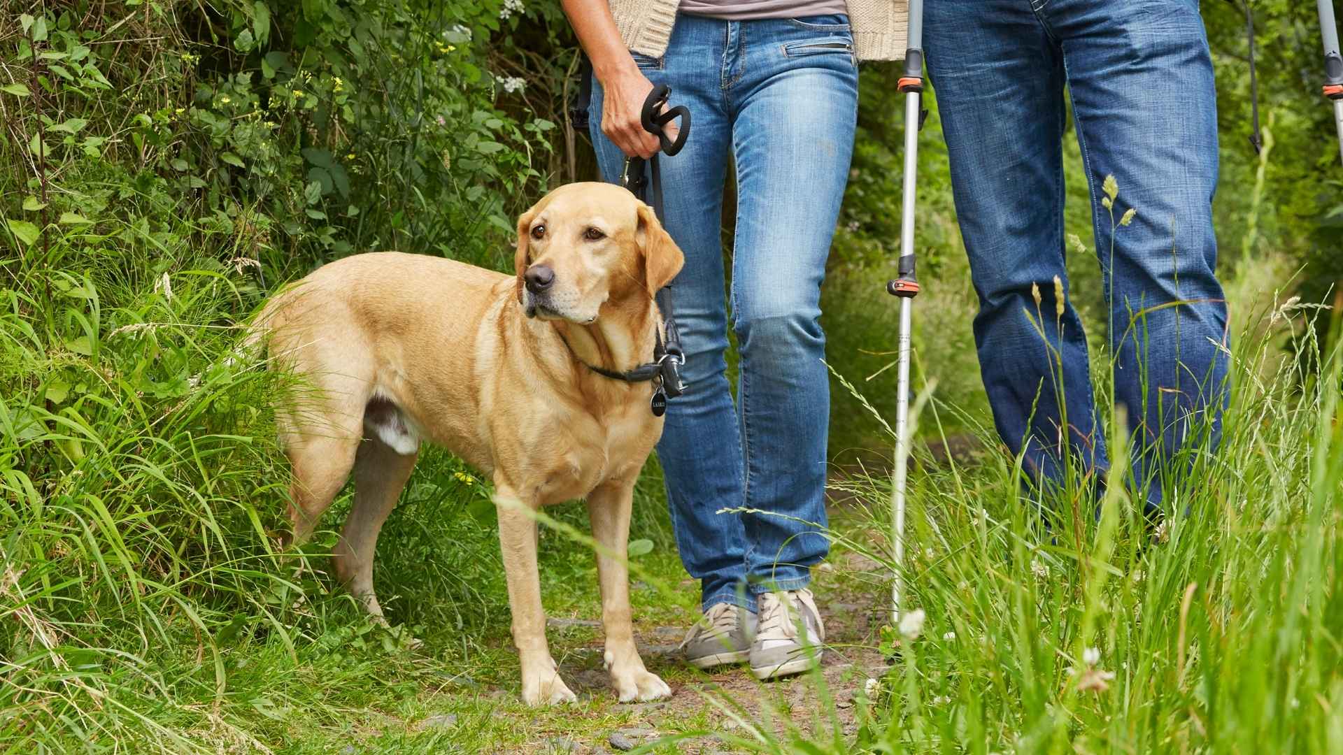 7 Best Hiking Family Dog Breeds That Love Hitting The Trail